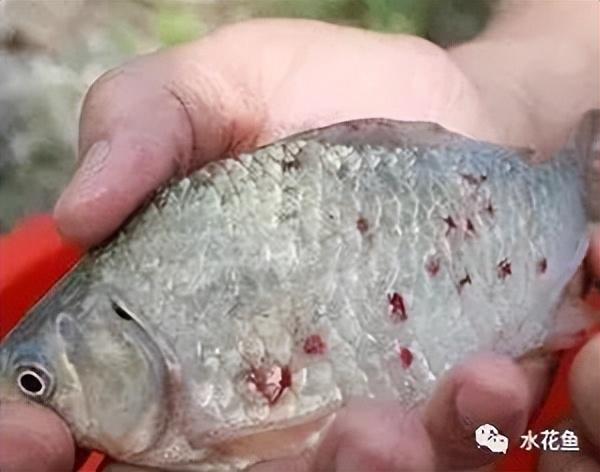 硫酸亚铁+敌杀死:两药合剂杀灭锚头鳋效果好