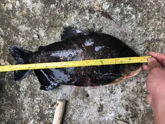 柳州公园惊现“食人鱼”！满口利齿模样吓人，物种入侵有多严重？