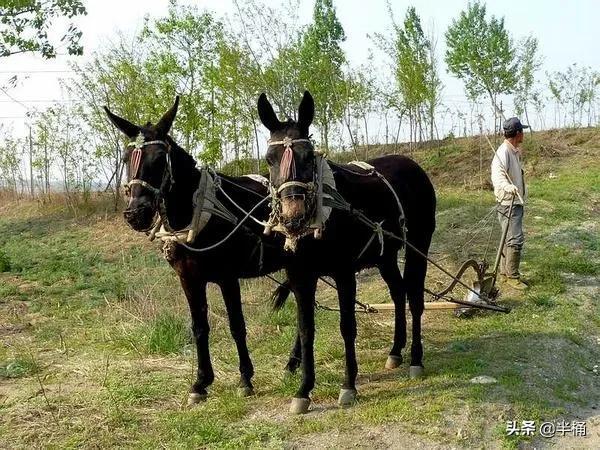 为什么有人说骡子怀孕必死？骡子真的不能生育吗？