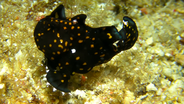 攻击速度最快的鱼，堪称“鱼界第一快嘴”，但它竟然不会游泳？