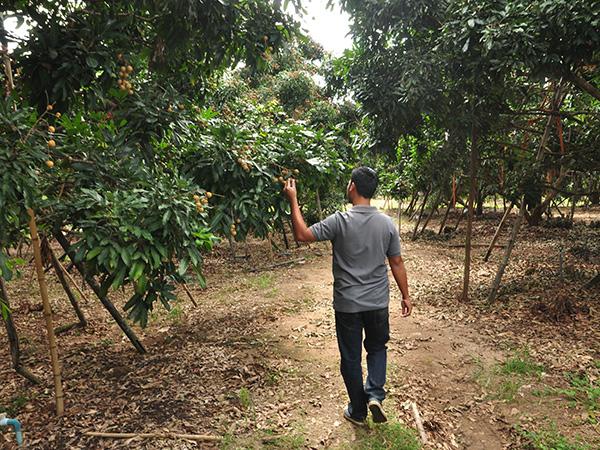 为龙画眼——柬埔寨汗水，泰国甜蜜与中国舌尖