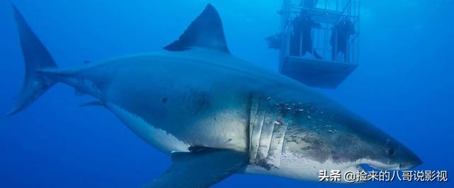 人类对鲨鱼的恐惧，都在这4部电影里了