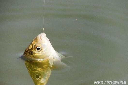 学会这四招，冬季肥水塘轻松应对！