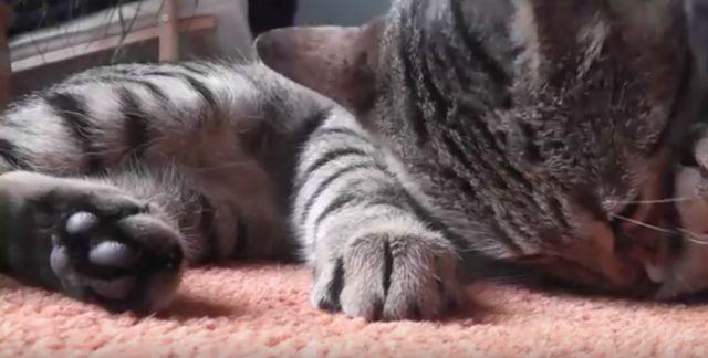 主子，求您赏脸洗个澡吧，成天舔毛能弄干净吗？