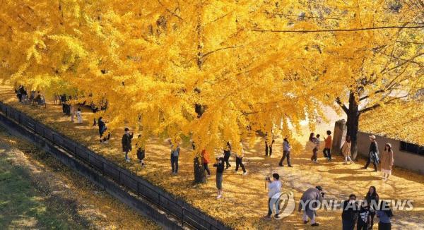 韩国庆尚南道银杏大道晋升网红打卡地