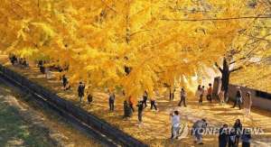 庆尚南道(韩国庆尚南道银杏大道晋升网红打卡地)