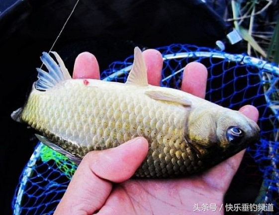 学会这四招，冬季肥水塘轻松应对！