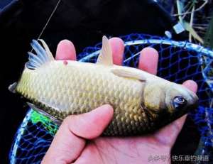 开心鱼塘(学会这四招，冬季肥水塘轻松应对)