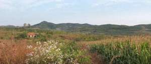 张郎(张郎娶了李海棠)