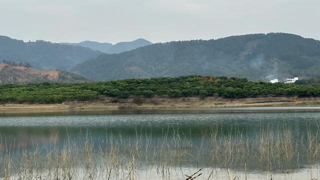 芒果飘香处 壮乡焕新颜——探访百色右江区西北乐村的振兴密码