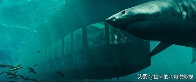 人类对鲨鱼的恐惧，都在这4部电影里了