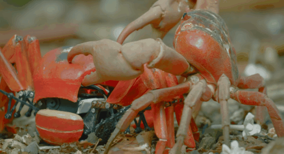 荒野间谍第二季-大迁徙队伍里的间谍红蟹