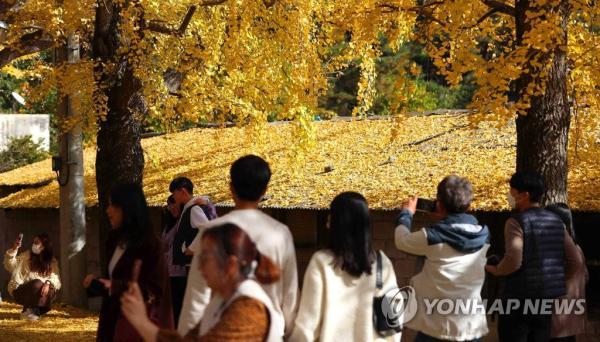 韩国庆尚南道银杏大道晋升网红打卡地