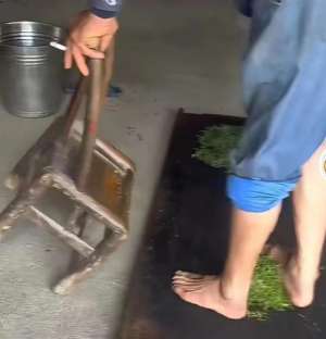 光脚踩(村民赤脚踩茶引发热议  专家：揉捻工艺非常成熟  没必要用脚)