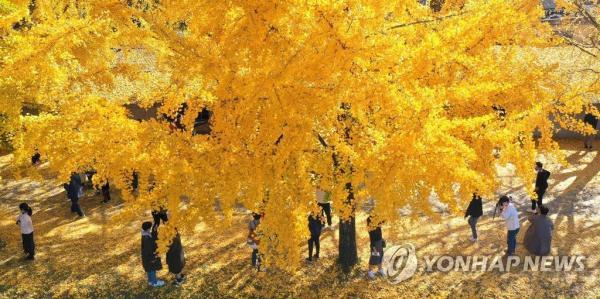 韩国庆尚南道银杏大道晋升网红打卡地