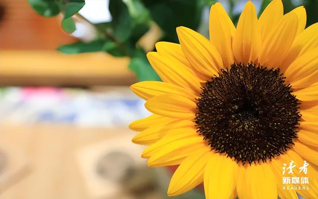 兄弟姐妹中,混得最好的,往往是这3种人