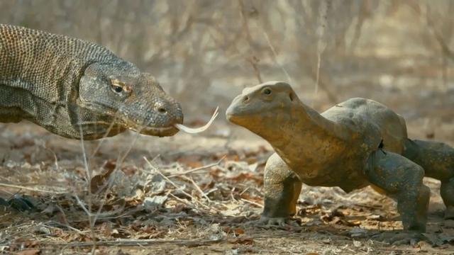 荒野间谍第二季-大迁徙队伍里的间谍红蟹