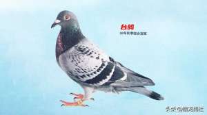 鸽之翼(优秀信鸽该有的羽翼形态)