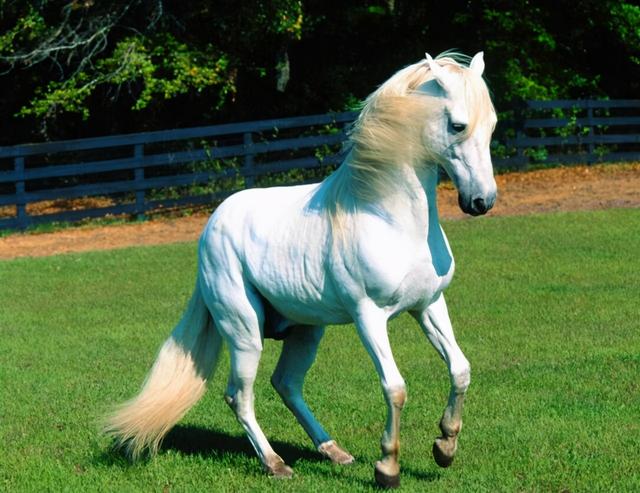 扬州百万名马出逃南京偷吃玉米，村民：惹不起！什么马这么名贵？