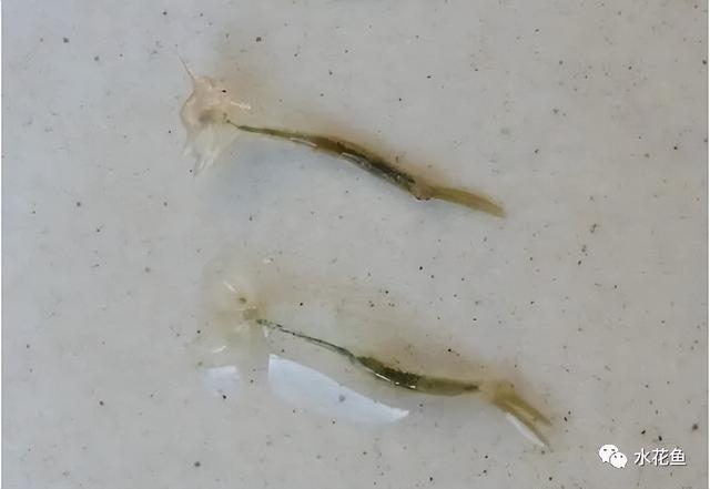 硫酸亚铁+敌杀死:两药合剂杀灭锚头鳋效果好