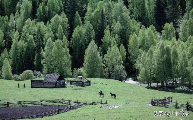 李娟《阿勒泰的角落》：绿色就是大地上最广阔、最感人的自由呀