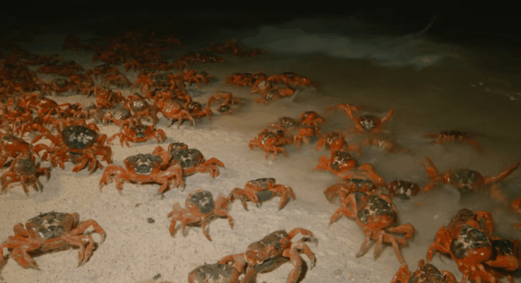 荒野间谍第二季-大迁徙队伍里的间谍红蟹