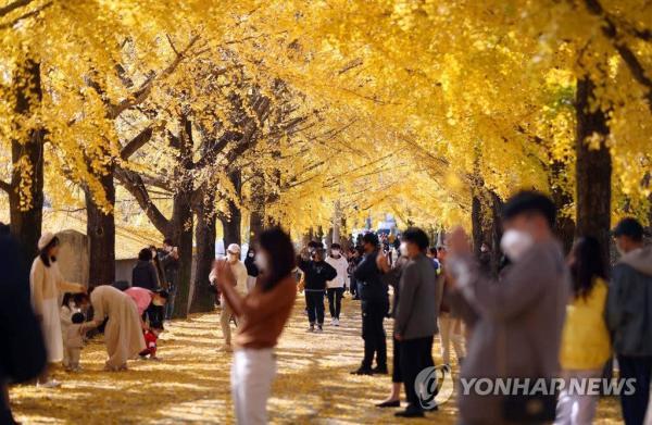 韩国庆尚南道银杏大道晋升网红打卡地