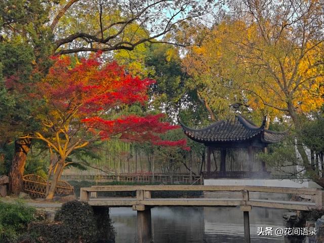 苏州园林因“红到极致的枫树走红”，拍照美如画，越看越漂亮
