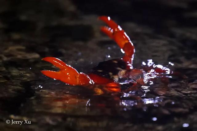 荒野间谍第二季-大迁徙队伍里的间谍红蟹