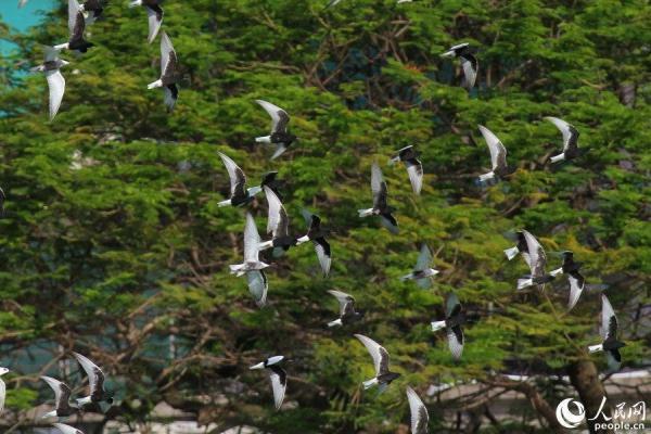 壮观又罕见！数百只白翅浮鸥翔集厦门