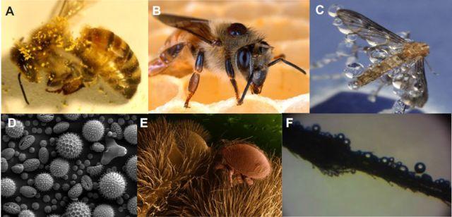 主子，求您赏脸洗个澡吧，成天舔毛能弄干净吗？