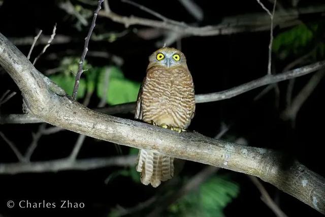 荒野间谍第二季-大迁徙队伍里的间谍红蟹