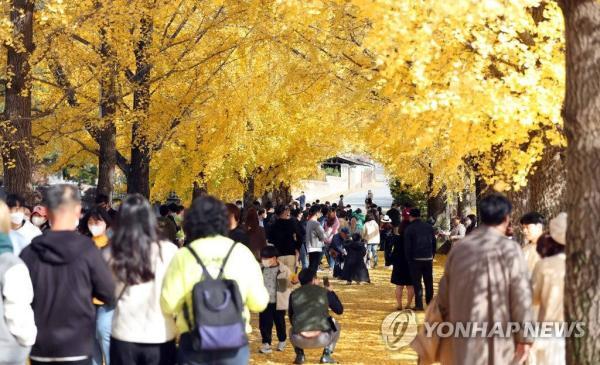 韩国庆尚南道银杏大道晋升网红打卡地