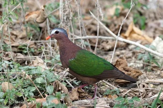 荒野间谍第二季-大迁徙队伍里的间谍红蟹