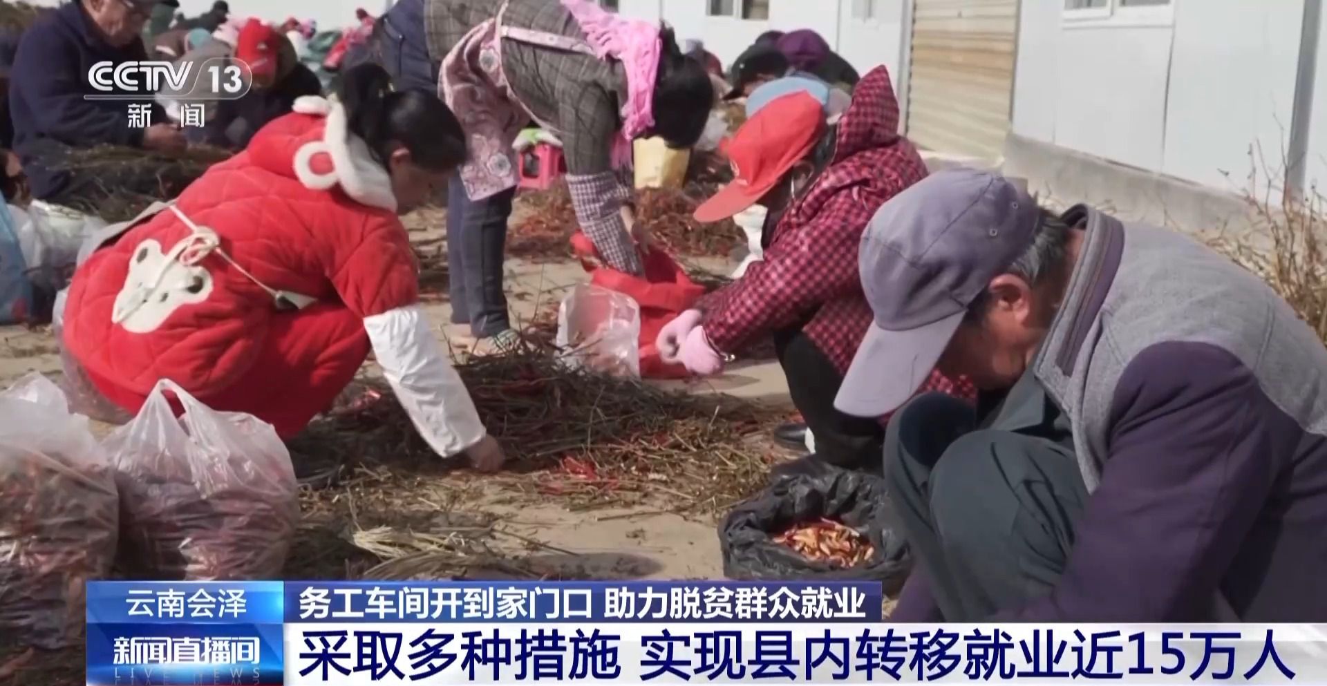 小香菇做成大产业 务工车间开到家门口!来看脱贫村里新气象