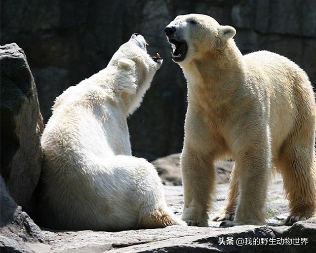 北极熊的交配行为：公熊使用暴力，是有原因的