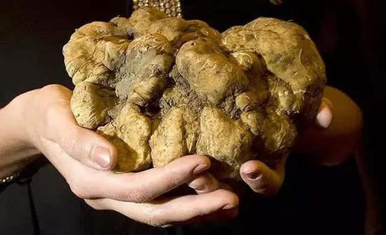 全球九大食物之最，有几个是你敢下手的？