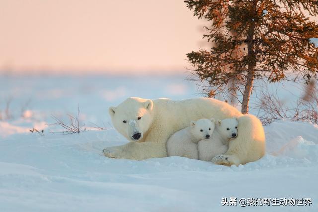 北极熊的交配行为：公熊使用暴力，是有原因的