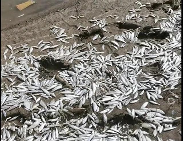 河南杞县一河段大量野生鱼浮头死亡，部分群众捡回家食用，当地环保局介入调查