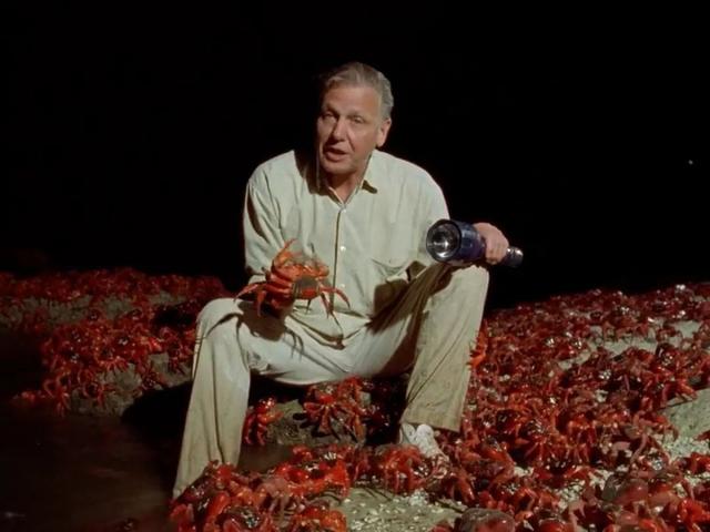 荒野间谍第二季-大迁徙队伍里的间谍红蟹