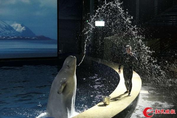 习惯了驯养生活，小白鲸是否有能力回归大海？