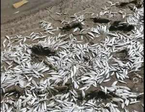 河南开封一河岸边现大量死鱼(河南杞县一河段大量野生鱼浮头死亡，部分群众捡回家食用，当地环保局介入调查