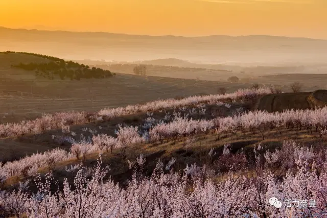 【诗书歌画舞乐影】之奈曼歌曲