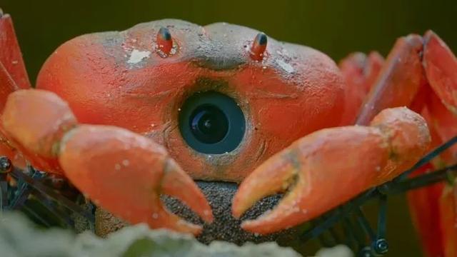 荒野间谍第二季-大迁徙队伍里的间谍红蟹