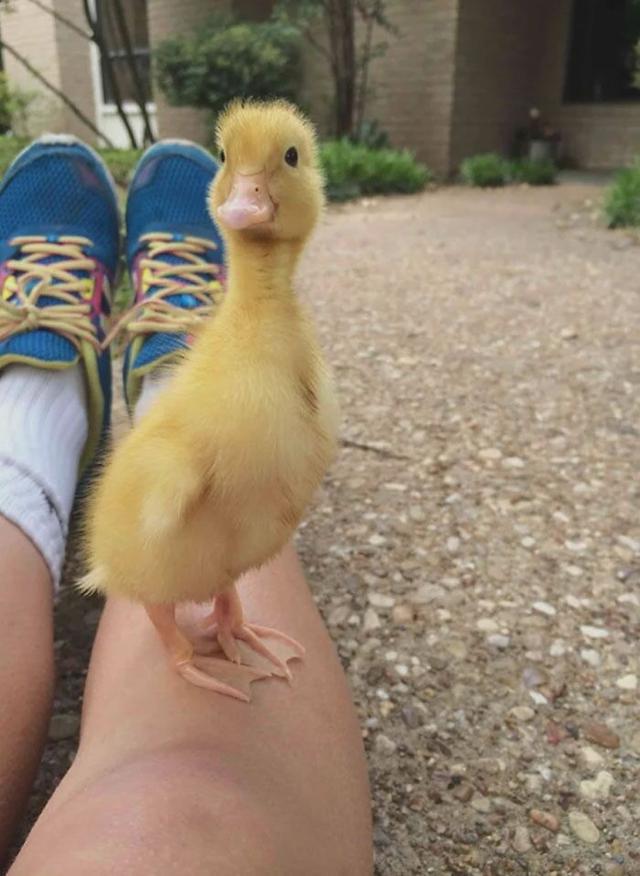 40张可爱的鸭子照片,温馨又治愈,心都融化了
