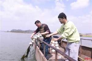 子一代(全国首次子一代长江鲟“安家”青衣江)