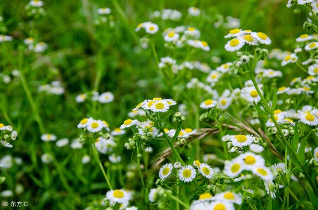 优秀作文｜阡陌