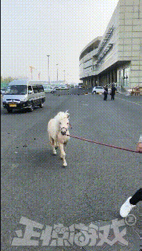 正惊GIF：健身房惊现长腿旗袍美女，力量比汉子还猛，惊呆围观路人