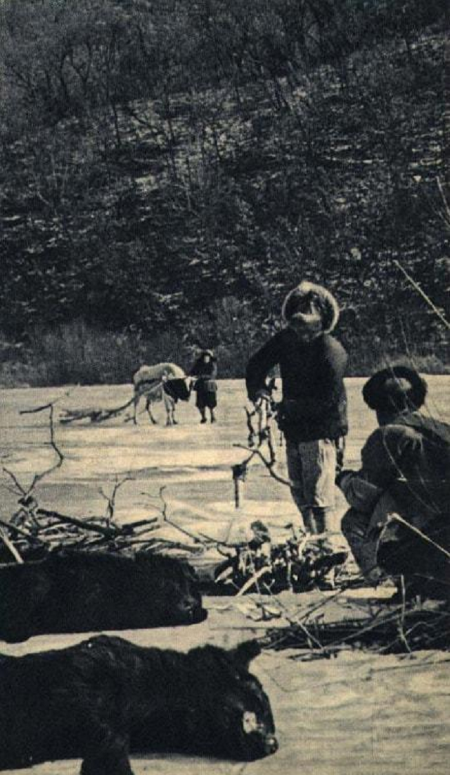 打虎英雄陈耆芳，为孙复仇打死138只老虎，周总理亲自接见