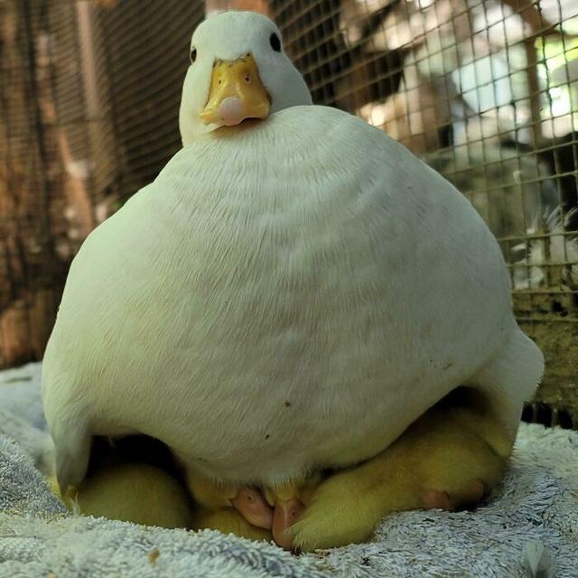 40张可爱的鸭子照片,温馨又治愈,心都融化了